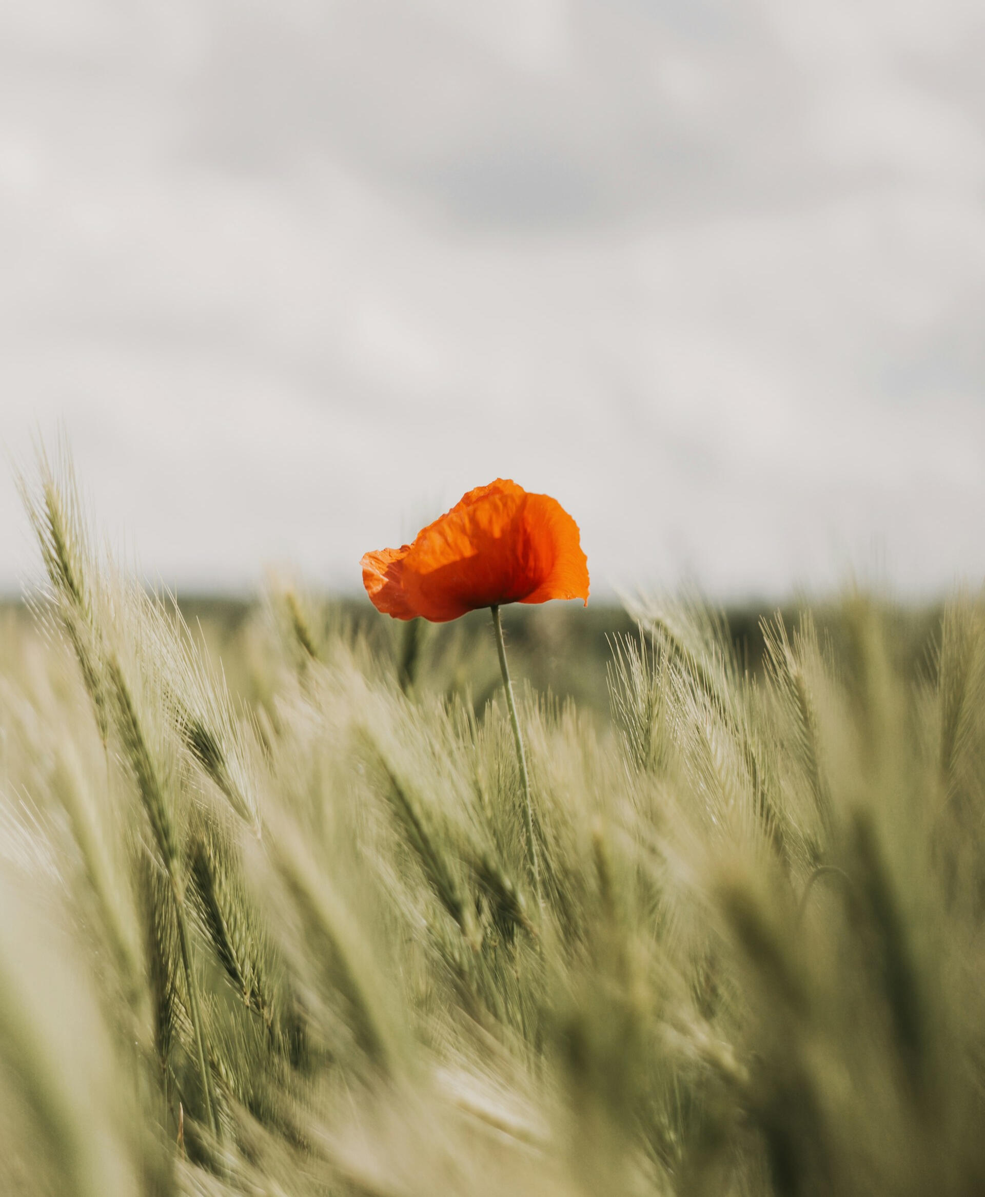 The Re‑Emergence